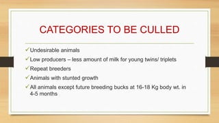 Culling of sheep and goat | PPTX