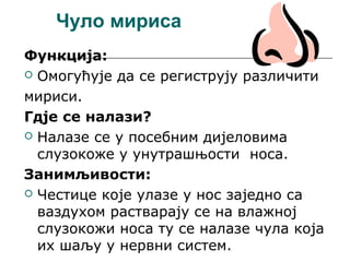 Чуло мириса
Функција:
 Омогућује да се региструју различити
мириси.
Гдје се налази?
 Налазе се у посебним дијеловима
слузокоже у унутрашњости носа.
Занимљивости:
 Честице које улазе у нос заједно са
ваздухом растварају се на влажној
слузокожи носа ту се налазе чула која
их шаљу у нервни систем.

 