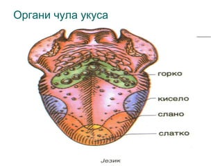 Органи чула укуса

 