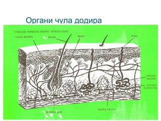 Органи чула додира

 