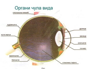 Органи чула вида

 
