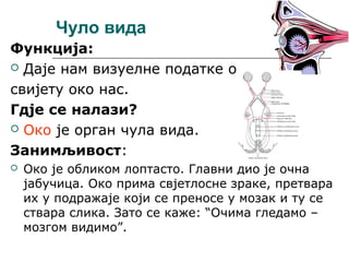 Чуло вида
Функција:
 Даје нам визуелне податке о
свијету око нас.
Гдје се налази?
 Око је орган чула вида.
Занимљивост:


Око је обликом лоптасто. Главни дио је очна
јабучица. Око прима свјетлосне зраке, претвара
их у подражаје који се преносе у мозак и ту се
ствара слика. Зато се каже: “Очима гледамо –
мозгом видимо”.

 