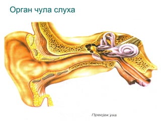 Орган чула слуха

 