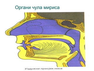 Органи чула мириса

 