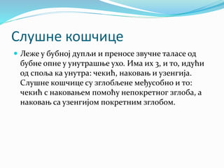 Слушне кошчице
 Леже у бубној дупљи и преносе звучне таласе од
бубне опне у унутрашње ухо. Има их 3, и то, идући
од споља ка унутра: чекић, наковањ и узенгија.
Слушне кошчице су зглобљене међусобно и то:
чекић с наковањем помоћу непокретног зглоба, а
наковањ са узенгијом покретним зглобом.
 