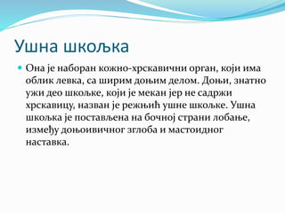 Ушна шкољка
 Она је наборан кожно-хрскавични орган, који има
облик левка, са ширим доњим делом. Доњи, знатно
ужи део шкољке, који је мекан јер не садржи
хрскавицу, назван је режњић ушне шкољке. Ушна
шкољка је постављена на бочној страни лобање,
између доњоивичног зглоба и мастоидног
наставка.
 