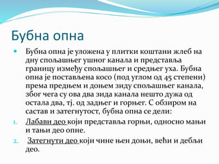 Бубна опна
 Бубна опна је уложена у плитки коштани жлеб на
дну спољашњег ушног канала и представља
границу између спољашњег и средњег уха. Бубна
опна је постављена косо (под углом од 45 степени)
према предњем и доњем зиду спољашњег канала,
због чега су ова два зида канала нешто дужа од
остала два, тј. од задњег и горњег. С обзиром на
састав и затегнутост, бубна опна се дели:
1. Лабави део који представља горњи, односно мањи
и тањи део опне.
2. Затегнути део који чине њен доњи, већи и дебљи
део.
 