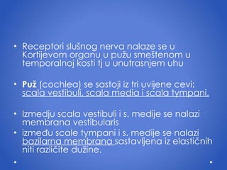 Receptori slu š nog nerva nalaze se u  K ortijevom organu u pu ž u sme š tenom u temporalnoj kosti tj u unutrasnjem uhu Pu ž  (cochlea) se sastoji iz tri uvijene cevi:  scala vestibuli, scala media  i  scala tympani. Izmedju scala vestibuli i s. medije se nalazi membrana vestibularis  izme đ u scale tympani  i  s. medije se nalazi  bazilarna membrana  sastavljena iz elasti č nih niti razli č ite du ž ine. 
