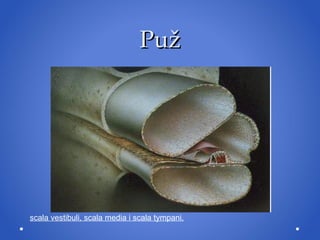 Puž scala vestibuli, scala media  i  scala tympani. 