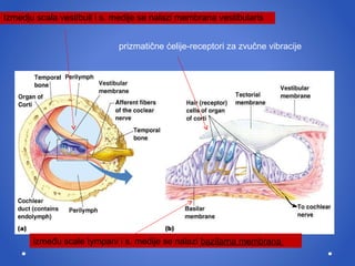prizmati č ne  ć elije-receptori za zvu č ne vibracije Izmedju scala vestibuli i s. medije se nalazi membrana vestibularis  izme đ u scale tympani  i  s. medije se nalazi  bazilarna membrana  