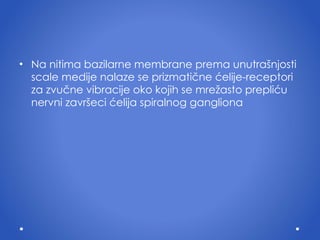 Na nitima bazilarne membrane prema unutra š njosti s c ale medije nalaze se   prizmati č ne  ć elije-receptori za zvu č ne vibracije oko kojih se mre ž asto prepli ć u nervni zavr š eci  ć elija spiralnog gangliona 