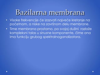 Bazilarna membrana Visoke frekvencije će izazvati najveće  kretanje  na početnom, a niske na završnom delu membrane.  Time membrana prostorno, po svojoj du ž ini   razlaže kompleksni  talas  u sinusne komponente, čime ona ima funkciju grubog spektralnoganalizatora. 