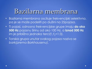 Bazilarna membrana Bazilarna   membrana  osciluje  frekvencijski selektivno, pa je se može podeliti po dužini na 25pojasa.  Ti pojasi, odnosno frekvencijske grupe imaju  do oko 500 Hz  pojasnu   širinu od oko 100 Hz, a  iznad 500 Hz  im je približno jednaka terci (f 1 :f 2 =1:3) . Tonska grupa unutar svakog pojasa naziva se  bark(prema Barkhausenu). 