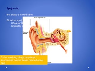 Spoljno uho Ima ulogu u funkciji sluha Stru k ture spoljneg uha: U š na  š koljka Spolja š nji slu š ni hodnik Svrha  spoljnjeg uha  je da prikupi  i  koncentri š e zvu č ne talase prema bubnoj opni 