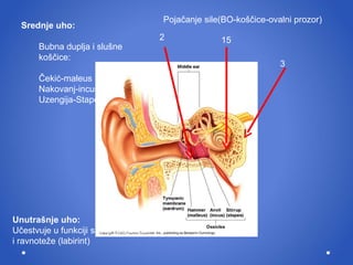Srednje uho: Bubna duplja  i  slu š ne ko šč ice: Č eki ć -maleus Nakovanj-incus Uzengija-Stapes  Unutra š nje uho: U č estvuje u funkciji sluha (cochlea) i  ravnote ž e (labirint) 2 15 3 Pojačanje sile(BO-koščice-ovalni prozor) 