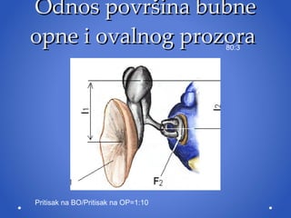 Odnos povr šina bubne opne i ovalnog prozora  80:3 Pritisak na BO/Pritisak na OP=1:10 