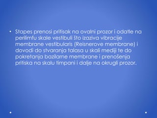 Stapes prenosi pritisak na  ovalni  prozor  i  odatle na perilimfu skale vestibuli  š to izaziva vibracije membrane vestibularis ( R eisnerove membrane)  i  dovodi do stvaranja talasa u skali mediji te do pokretanja bazilarne membrane  i  preno š enja pritiska na skalu timpani  i  dalje na  okrugli  prozor.  