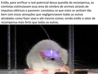 Então, para verificar o real potencial dessa questão da recompensa, os
cientistas estimulavam essa área do cérebro de animais através de
impulsos elétricos e pasmem: constatou-se que estes se sentiam tão
bem com essas sensações que negligenciavam todas as outras
atividades como fazer sexo e até mesmo comer, sendo então o setor de
recompensa mais forte que todas as outras.
 