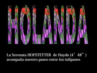 La Serenata HOFSTETTER de Haydn (4’48”)
acompaña nuestro paseo entre los tulipanes
