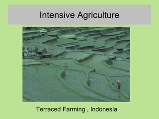 Intensive Agriculture
Terraced Farming , Indonesia
 