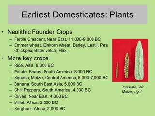 Earliest Domesticates: Plants
Teosinte, left
Maize, right
• Neolithic Founder Crops
– Fertile Crescent, Near East, 11,000-9,000 BC
– Emmer wheat, Einkorn wheat, Barley, Lentil, Pea,
Chickpea, Bitter vetch, Flax
• More key crops
– Rice, Asia, 8,000 BC
– Potato, Beans, South America, 8,000 BC
– Squash, Maize, Central America, 8,000-7,000 BC
– Banana, South East Asia, 5,000 BC
– Chili Peppers, South America, 4,000 BC
– Olives, Near East, 4,000 BC
– Millet, Africa, 2,500 BC
– Sorghum, Africa, 2,000 BC
 