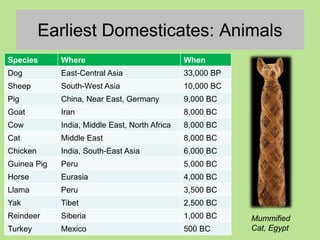 Earliest Domesticates: Animals
Species Where When
Dog East-Central Asia 33,000 BP
Sheep South-West Asia 10,000 BC
Pig China, Near East, Germany 9,000 BC
Goat Iran 8,000 BC
Cow India, Middle East, North Africa 8,000 BC
Cat Middle East 8,000 BC
Chicken India, South-East Asia 6,000 BC
Guinea Pig Peru 5,000 BC
Horse Eurasia 4,000 BC
Llama Peru 3,500 BC
Yak Tibet 2,500 BC
Reindeer Siberia 1,000 BC
Turkey Mexico 500 BC
Mummified
Cat, Egypt
 