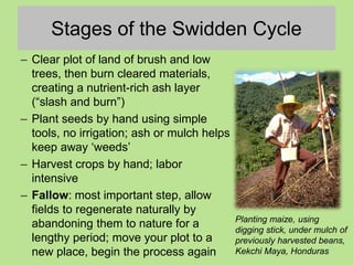 Stages of the Swidden Cycle
– Clear plot of land of brush and low
trees, then burn cleared materials,
creating a nutrient-rich ash layer
(“slash and burn”)
– Plant seeds by hand using simple
tools, no irrigation; ash or mulch helps
keep away ‘weeds’
– Harvest crops by hand; labor
intensive
– Fallow: most important step, allow
fields to regenerate naturally by
abandoning them to nature for a
lengthy period; move your plot to a
new place, begin the process again
Planting maize, using
digging stick, under mulch of
previously harvested beans,
Kekchi Maya, Honduras
 