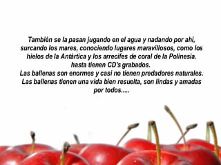 También se la pasan jugando en el agua y nadando por ahí, surcando los mares, conociendo lugares maravillosos, como los hielos de la Antártica y los arrecifes de coral de la Polinesia. hasta tienen CD's grabados.  Las ballenas son enormes y casi no tienen predadores naturales. Las ballenas tienen una vida bien resuelta, son lindas y amadas por todos..... 