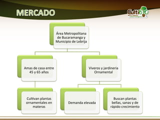 Área	
  Metropolitana	
  
                                  de	
  Bucaramanga	
  y	
  
                                  Municipio	
  de	
  Lebrija	
  




Amas	
  de	
  casa	
  entre	
                                      Viveros	
  y	
  jardineria	
  
  45	
  y	
  65	
  años	
                                             Ornamental	
  




 CulMvan	
  plantas	
                                                                     Buscan	
  plantas	
  
 ornamentales	
  en	
                        Demanda	
  elevada	
                        bellas,	
  sanas	
  y	
  de	
  
     materas	
                                                                          rápido	
  crecimiento	
  
 