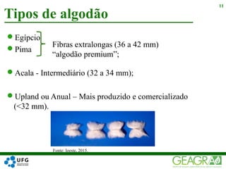 Egípcio
Pima
Acala - Intermediário (32 a 34 mm);
Upland ou Anual – Mais produzido e comercializado
(<32 mm).
Tipos de algodão
11
Fibras extralongas (36 a 42 mm)
“algodão premium”;
Fonte: Ioeste, 2015.
 