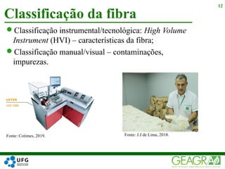 Classificação instrumental/tecnológica: High Volume
Instrument (HVI) – características da fibra;
Classificação manual/visual – contaminações,
impurezas.
Classificação da fibra
12
Fonte: Cotimes, 2019. Fonte: J.J de Lima, 2018.
 