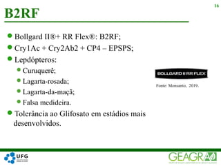Bollgard II®+ RR Flex®: B2RF;
Cry1Ac + Cry2Ab2 + CP4 – EPSPS;
Lepdópteros:
Curuquerê;
Lagarta-rosada;
Lagarta-da-maçã;
Falsa medideira.
Tolerância ao Glifosato em estádios mais
desenvolvidos.
B2RF
16
Fonte: Monsanto, 2019.
 