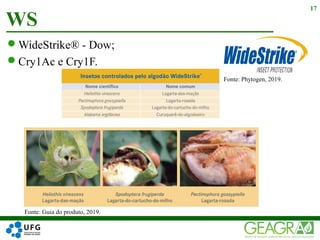 WideStrike® - Dow;
Cry1Ac e Cry1F.
WS
17
Fonte: Guia do produto, 2019.
Fonte: Phytogen, 2019.
 