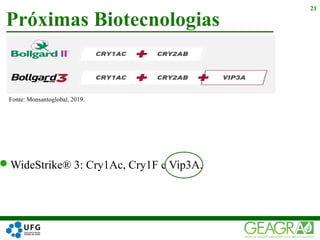 WideStrike® 3: Cry1Ac, Cry1F e Vip3A.
Próximas Biotecnologias
21
Fonte: Monsantoglobal, 2019.
 