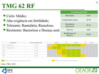 Ciclo: Médio;
Alta exigência em fertilidade;
Tolerante: Ramulária, Ramulose;
Resistente: Bacteriose e Doença azul.
TMG 62 RF
31
Classificação Fibra
Micronaire 4,40
Comprimento (mm) 29,70
Resistência
(gFor/text)
30,10
SFI (%) 6,90
Rendimento de
fibra(%)
42,60
Fonte: TMG, 2019.
 
