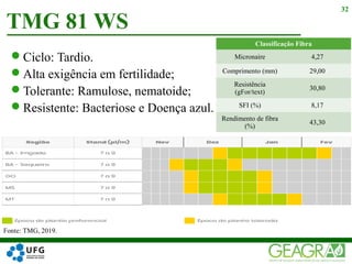 Ciclo: Tardio.
Alta exigência em fertilidade;
Tolerante: Ramulose, nematoide;
Resistente: Bacteriose e Doença azul.
TMG 81 WS
32
Classificação Fibra
Micronaire 4,27
Comprimento (mm) 29,00
Resistência
(gFor/text)
30,80
SFI (%) 8,17
Rendimento de fibra
(%)
43,30
Fonte: TMG, 2019.
 