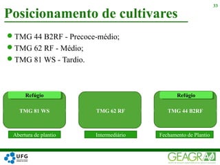 TMG 44 B2RF - Precoce-médio;
TMG 62 RF - Médio;
TMG 81 WS - Tardio.
Posicionamento de cultivares
33
Abertura de plantio Intermediário Fechamento de Plantio
TMG 81 WS TMG 44 B2RFTMG 62 RF
RefúgioRefúgio RefúgioRefúgio
 