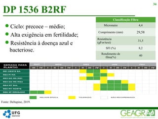 Ciclo: precoce – médio;
Alta exigência em fertilidade;
Resistência à doença azul e
bacteriose.
DP 1536 B2RF
34
Classificação Fibra
Micronaire 4,4
Comprimento (mm) 29,58
Resistência
(gFor/text)
31,5
SFI (%) 8,2
Rendimento de
fibra(%)
40
Fonte: Deltapine, 2019.
 