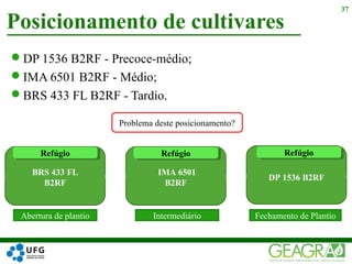 DP 1536 B2RF - Precoce-médio;
IMA 6501 B2RF - Médio;
BRS 433 FL B2RF - Tardio.
Posicionamento de cultivares
37
Abertura de plantio Intermediário Fechamento de Plantio
BRS 433 FL
B2RF
DP 1536 B2RF
IMA 6501
B2RF
Problema deste posicionamento?
RefúgioRefúgio RefúgioRefúgioRefúgioRefúgio
 