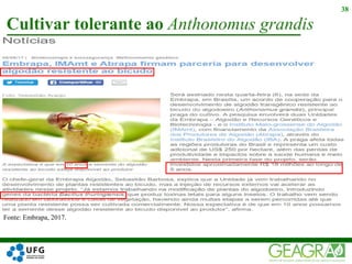 Cultivar tolerante ao Anthonomus grandis
38
Fonte: Embrapa, 2017.
 