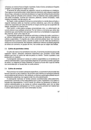 e Francia; os vivieiros fixos en Xapón, Australia, Cuba e Corea; as bateas en España
e Xapón; e os palangres en Xapón e Corea.
A semente de ostra procede da captación natural ou prodúcese en criadeiros.
Para captura-la semente existen moitos tipos de colectores, pois calquera superficie
dura e limpa,colocada no momento de desove nun lugar de confluencia de correntes
mariñas, pode ser utilizada como colector. Entre os materiais máis usados pódense
citar tellas encaladas, cunchas de moluscos, plásticos, cartóns encalados, malla
metálica encalada, tiras de caucho, etc.
No Xapón, onde o producto final que se comercializa é a vianda descunchada, o
engorde realízase sobre as mesmas cunchas colectoras, que unha vez ailladas
colócanse separadas por tubos de bambú en largos arames que se suspenden de
bateas, palangres ou viveiros fixos.
Pola contra, a ostra plana europea comercialízase viva, e a deformación da
cuncha afecta á sua calidade comercial. Por tal motivo a cría tense que retirar dos
colectores que, para facilitar esta operación e disminuir a mortalidade na separación
dos mesmos, levan unha capa de cal.
O preengorde realízase en bandexas ostrícolas ou bolsas de malla («pochons»)
en cultivos sobreelevados ou ben en cestas ostrícolas de distintos materiais en
cultivos suspendidos. O engorde ata a talla comercial pódese facer nos mesmos
recipientes tras sucesivos rareas, durante os cales a luz de malla das bandexas e
cestas sevai incrementando. Non obstante,obtéñense mellares resultados pegando
as ostras con cemento, en grupos de tres, nas cordas que se caigan das bateas.
3.3. Cultivo de pectinidos (vieira)
O cultivo de vieira é moi semellante ó da ostra. A semente procede da pesca e da
captación natural, utilizando colectores específicos que consisten nunha bolsa
plástica que leva un cacho de rede de pesca no interior. Tamén é posible a sua
producción en criadeiro.
O preengorde realízase en cestas en cultivos suspendidos ou en bandexas en
cultivos sobreelevados,e para engordalas péganse con cemento a cordas, igual que
as ostras, ou cáiganse en éstas mediante un arame ou fio de nilón ó que as vieiras
van amarradas por un burato feito na orella anterior.
3.4. Cultivo de ameixas
Para ameixas non existen colectores específicos,e a semente hade procederdos
bancos naturais ou dos criadeiros. No primeiro caso interfire có marisqueo podando
xerar problemas de furtivismo. Non obstante, en bancos xestionados pódese recurrir
a extraccións selectivas nos lugares onde hai unha sobrefixación.
O preengorde realízase en fondos areosos acondicionados adecuadamente,
protexendo a semente cunha malla plástica que a cubra, impedindo a sua saida e a
entrada dos depredadores. A tal fin tamén se utilizan as bandexas ou bolsas en
cultivos sobreelevados ou as cestas en cultivos suspendidos; pero non se debe
deixar que as ameixas sobrepasen os 15 mm, xa que do contrario non medran ben
e sofren deformacións se non viven enterradas na area.
67
 