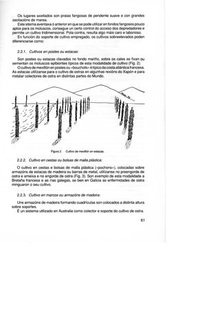 Os lugares axeitados son praias fangosas de pendente suave e con grandes
oscilacións de marea.
Este sitema aventaxa ó anterior en que se pode utilizar en fondos fangosos pouco
aptos para os moluscos, consegue un certo control do acceso dos depredadores e
permite un cultivo tridimensional. Pala contra, resulta algo máis caro e laborioso.
. En función do soporte de cultivo empregado, os cultivos sobreelevados poden
diferenciarse como:
2.2.1. Cultivos en postes ou estacas:
Son postes ou estacas clavados no fondo mariño, sobre os cales se fixan ou
sementan os moluscos epibiontes típicos de esta modalidade de cultivo (Fig. 2).
O cultivo de mexillón en postes ou «bouchots» é típico dacosta atlántica francesa.
As estacas utilízanse para o cultivo de ostras en algunhas rexións do Xapón e para
instalar colectores de ostra en distintas partes do Mundo.
Figura 2. Cultivo de mexillón en estacas.
2.2.2. Cultivo en cestas ou bolsas de malla plástica:
O cultivo en cestas e bolsas de malla plástica («pochons»), colocadas sobre
armazóns de estacas de madeira ou barras de metal, utilízanse no preengorde de
ostra e ameixa e no engorde de ostra (Fig. 3). Son exemplo de esta modalidade a
Bretaña francesa e as rías galegas, se ben en Galicia as enfermidades de ostra
minguaron o seu cultivo.
2.2.3. Cultivo en marcos ou armazóns de madeira:
Uns armazóns de madeira formando cuadrículas son colocados a distinta altura
sobre soportes.
É un sistema utilizado en Australia como colector e soporte do cultivo de ostra.
61
 
