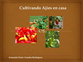 Armando Nerio Guedez Rodríguez
Cultivando Ajíes en casa
 