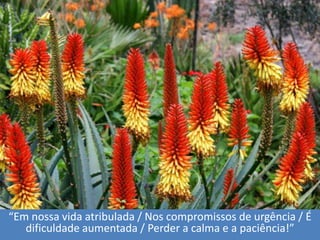 “Emnossavidaatribulada / Noscompromissos de urgência / Édificuldadeaumentada / Perder a calma e a paciência!”