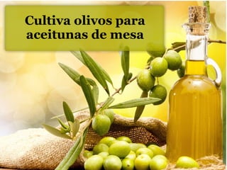 Cultiva olivos para
aceitunas de mesa
 