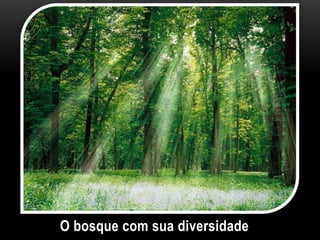 O bosque com sua diversidade
 