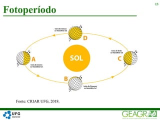 Fotoperíodo
13
Fonte: CRIAR UFG, 2018.
 