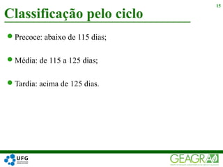 Precoce: abaixo de 115 dias;
Média: de 115 a 125 dias;
Tardia: acima de 125 dias.
Classificação pelo ciclo
15
 