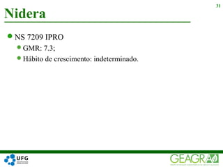 NS 7209 IPRO
GMR: 7.3;
Hábito de crescimento: indeterminado.
Nidera
31
 