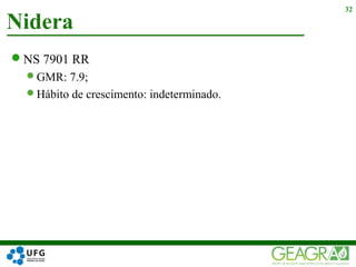 NS 7901 RR
GMR: 7.9;
Hábito de crescimento: indeterminado.
Nidera
32
 